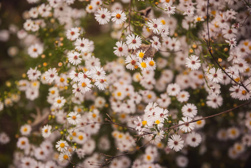 White spring blossoms on the grounds at Velora